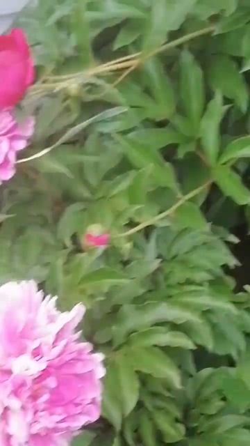 Аромат от пионов невероятный!) Ну, красота просто неоп? смотреть онлайн