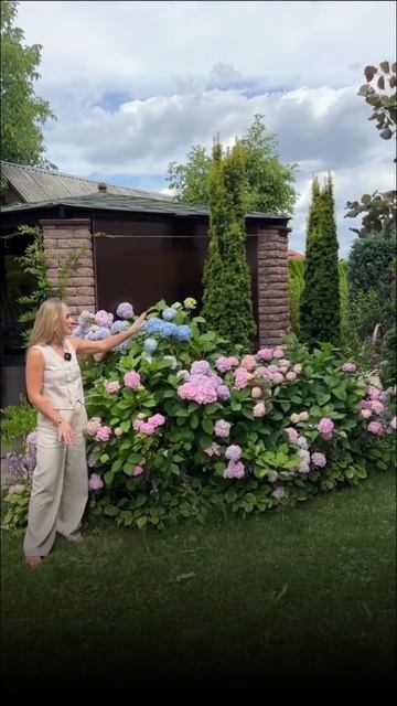 Часть 2 #houseplants #гортензия #цветыбеларусь #plants #shots