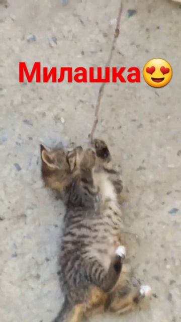 Покормили уличного кота. Жалко не смогли забрать, у не? смотреть онлайн