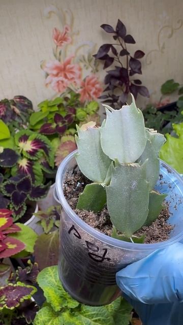 Укоренение шлюмбергеры #обзорсемян #цветы #огород #рец смотреть онлайн