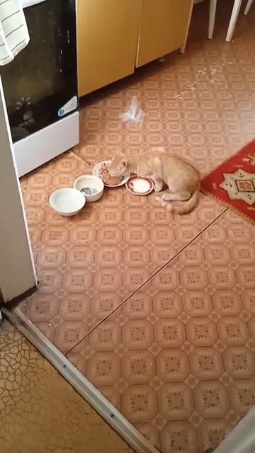 Моя кошка  ест жуков