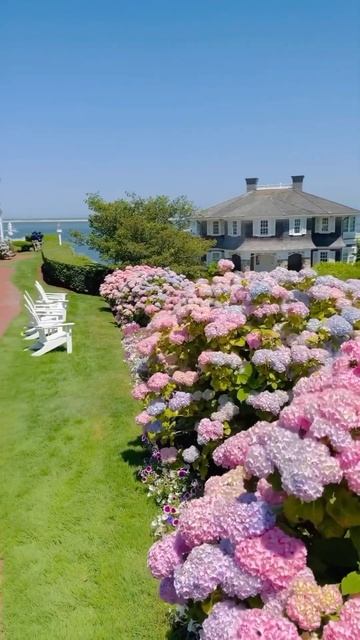 #nantucket #hydrangea #гортензия#garden #гортензія#flowers #park#jardin#shorts#? смотреть онлайн