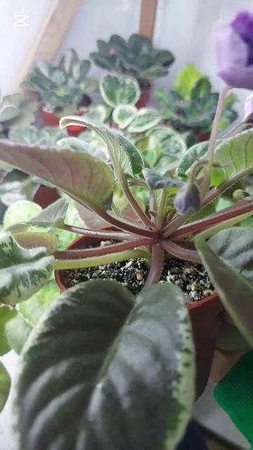 N:301 Fialka Ват Аромат Глицинии#flowers #shortvideo #shorts #gullar #фиалки смотреть онлайн