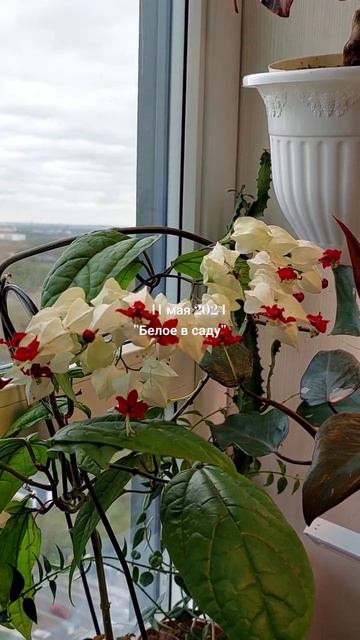 #Белое в саду 11.05.24 #garden #саднабалконе #plants #spathiphyllum #фило смотреть онлайн
