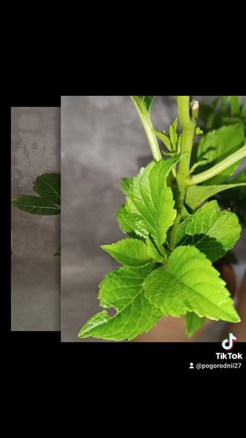 Гортензия Рэд Стар, цена 250 гривен! Бронь в вайбер 099678235