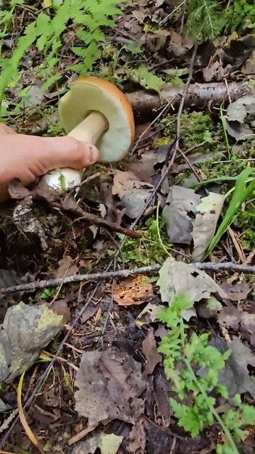 🍄🍄🟫грибы🍄🟫🍄Подмосковье, белие, 2024 #fungi #mushroom # смотреть онлайн