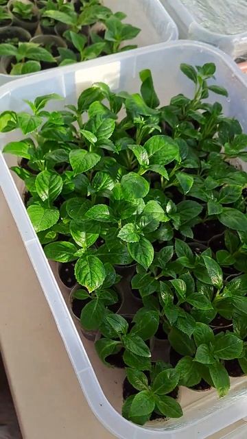 Крупнолистная гортензия Эрли роуз. Ремонтантная смотреть онлайн