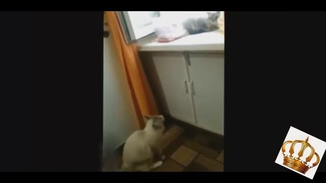 ЛУЧШИЕ ПРИКОЛЫ KingJokes Выпуск 8 смотреть онлайн