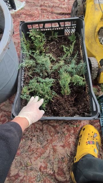 Пересадка укоренившихся черенков Голд Стар 🥰 смотреть онлайн