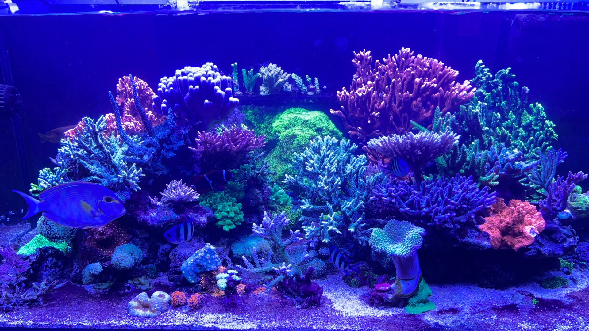 Везем_живые_камни_в_Анапу