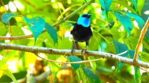 Самые странные птицы в потрясающих цветах 4K 120 кадров в секунду HDR видео 8K ULTRA HD