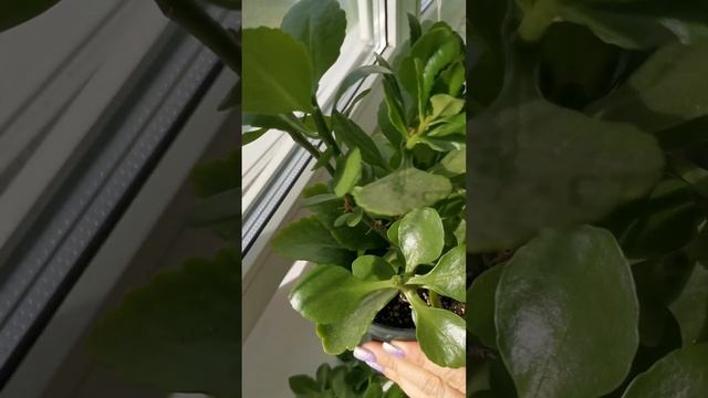 Черенкование Каланхоэ. смотреть онлайн