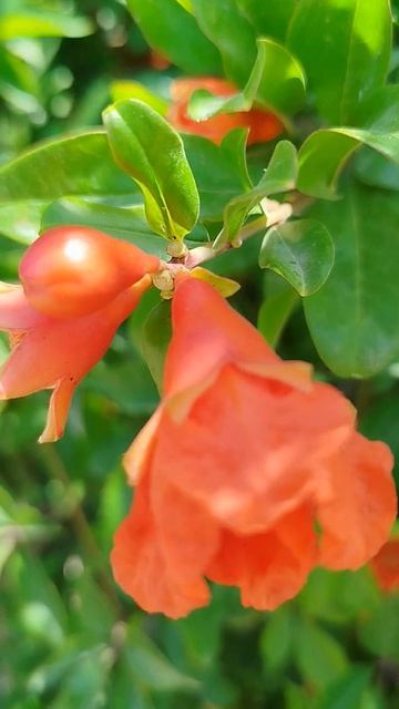 Цветущий гранат