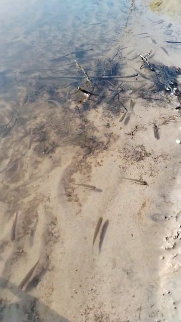 так получился Человек разумный":(рыба на сушу, поесть) смотреть онлайн