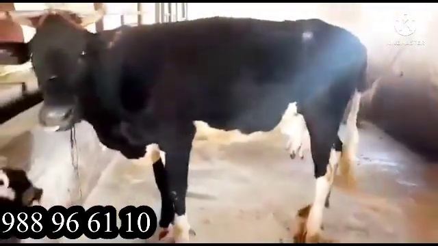 Голштен ГОВИ ШИРТЕ Нарҳошкати ДАСТРАСТ МОЛИ ЗУР 28 апреля 2023 г. смотреть онлайн