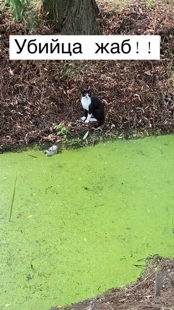 Убийца жаб! Любитель погонять лягушек! Кот ест лягущек смотреть онлайн