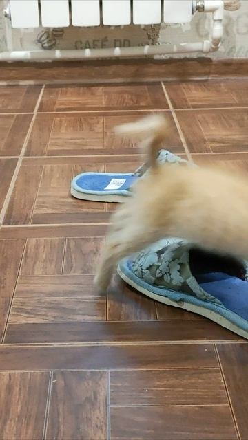 Я не могу надеть эти тапочки. #котята 4k смотреть онлайн