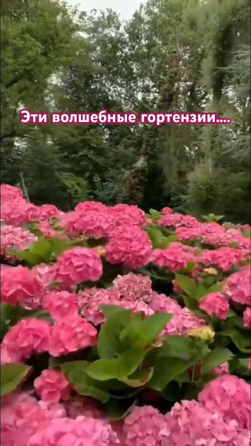 Разве можно ими не восхищаться? #beautiful #hortensias #гортензи?