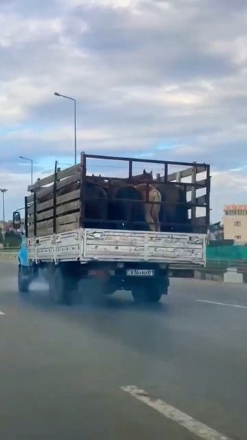 10 лошадиных сил везёт еле ели 😂 смотреть онлайн