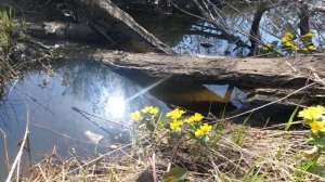 Микроручей оказался с рыбой.Ловля щуки на малых реках 2025!