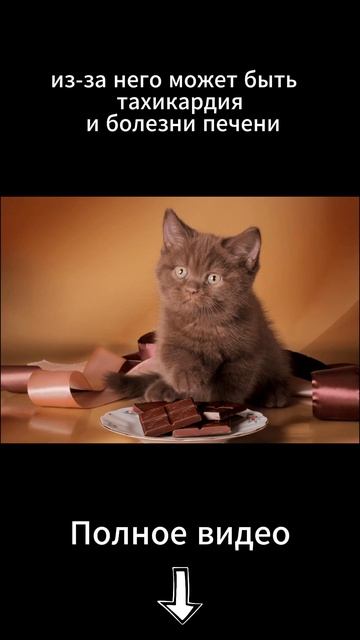 Можно ли кошкам шоколад смотреть онлайн