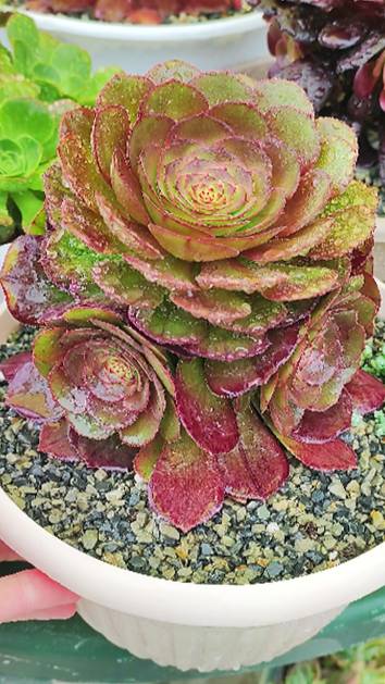 Эониум Мадейра Роуз сильно подрос за полгода. Видео до/после смотреть онлайн