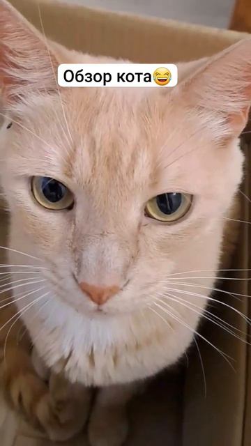 Видео обзор кота 😂 #кот #коты #юмор #смешныевидео #котв смотреть онлайн