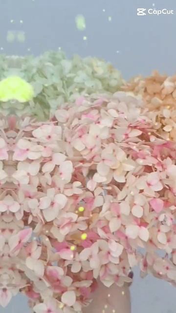 Гортензия стабилизированная #flowers #флористика #цветы #? смотреть онлайн