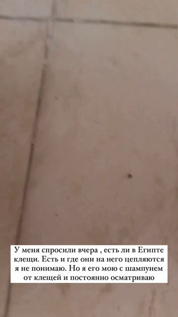 ЕСТЬ ЛИ КЛЕЩИ в ЕГИПТЕ 🇪🇬 смотреть онлайн