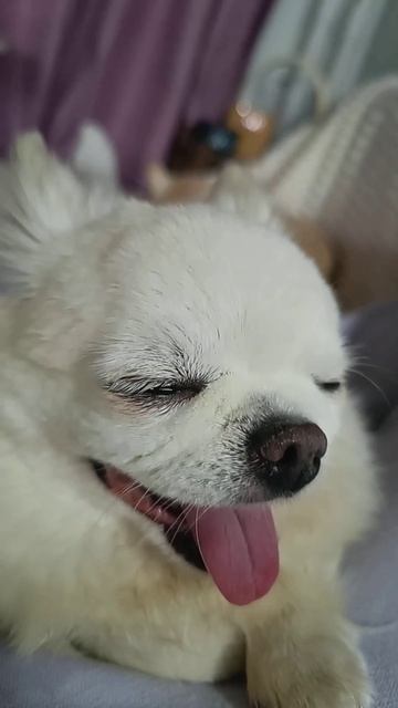 Релакс он либо есть либо его нет ⛔ #стейтем #dog #chihuahua #с? смотреть онлайн