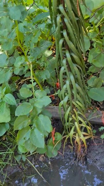 Часть 5 Красивая лилия, пересорт#саднаюге #лилии #лилии смотреть онлайн