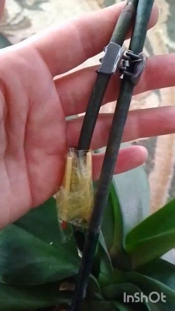 Что делать, если надломился цветонос#orhids #обзор #орхид?