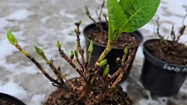 Полуфабрикаты крупнолистных гортензий. Сезон 2025! смотреть онлайн