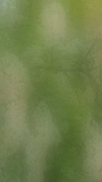 Черёмуха . Авторское видео . смотреть онлайн