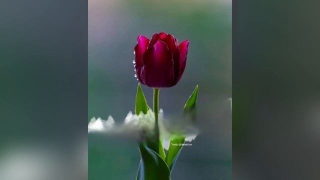 Стих | Если новый рассвет смотреть онлайн