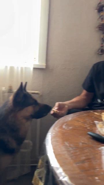 Сладкое собакам нельзя, но очень хочется.Муха готов ду смотреть онлайн