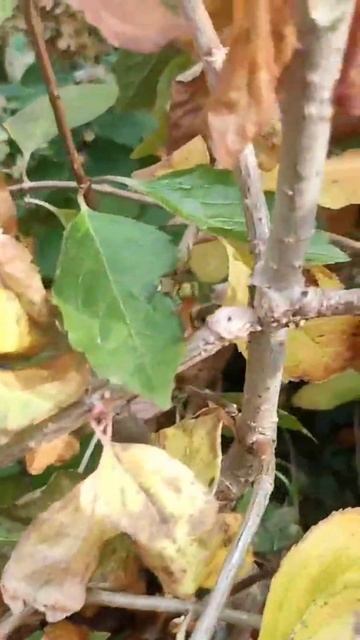 ВНИМАНИЕ ГОРТЕНЗИЯ! СПАСАЕМ КУСТАРНИК ОТ РАЗЛОМА