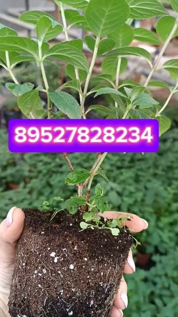 Самарская Лидия - одна из самых ярких гортензий в прод? смотреть онлайн