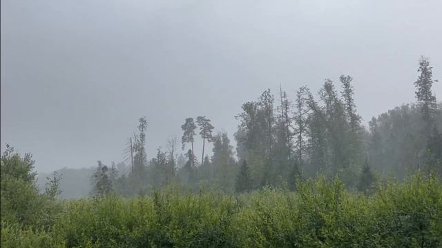 Орхидея ЦИМБИДИУМ. Сложно? – ПРОСТО! смотреть онлайн