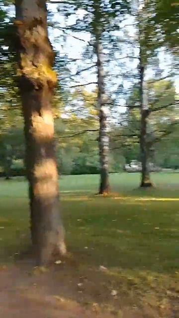 Липовая аллея и среди елей. Ваза. #saintpetersburg #павловск #а? смотреть онлайн