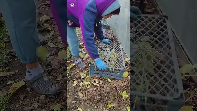 Укрываю на зиму крупнолистные гортензии.Беларусь Бре?