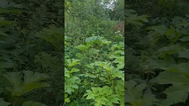 Ликвидация борщевика Сосновского: лайфхак смотреть онлайн