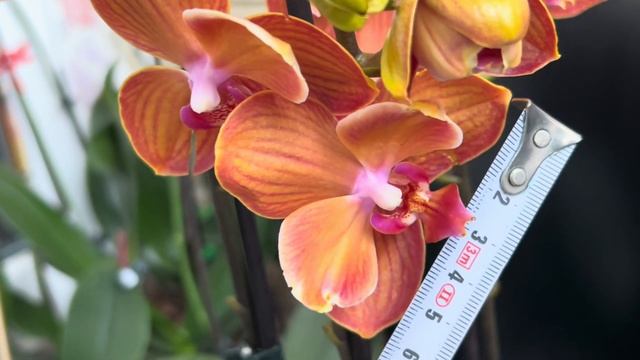 НОВЫЕ ЦВЕТУЩИЕ сорта #орхидеи от Голландцев пополнили смотреть онлайн