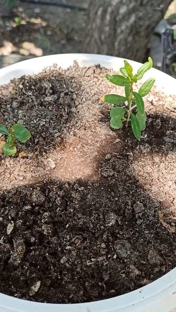 Гранат из косточки #гранат #гранат из косточки #огород