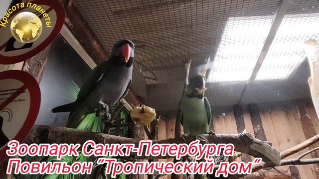 Зоопарк г. Санкт-Петербург, Повильон "Тропический дом", смотреть онлайн