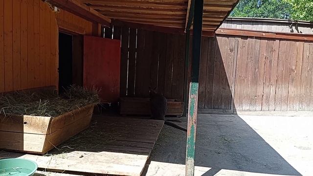 Кенгуру есть сено смотреть онлайн