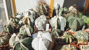 Мучнистый Червец на Кактусе. Как Я Обнаружил Вредител?