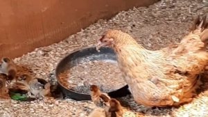 Мама-курица учит цыплят есть травку.