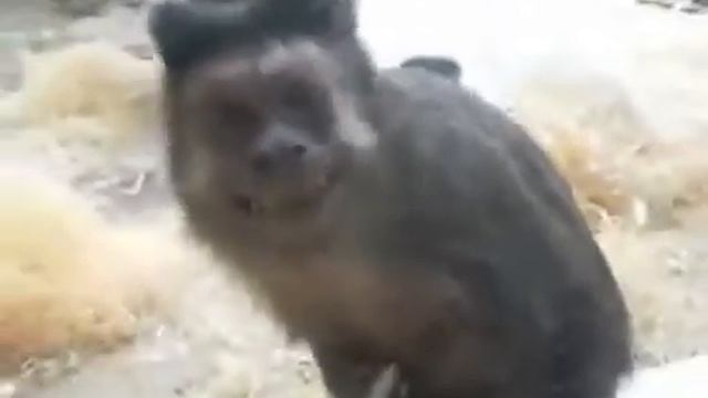 Смешные обезьяны Funny Monkey Страшно смешная смотреть онлайн