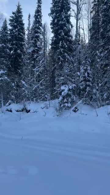 Красивый зимний лес. смотреть онлайн